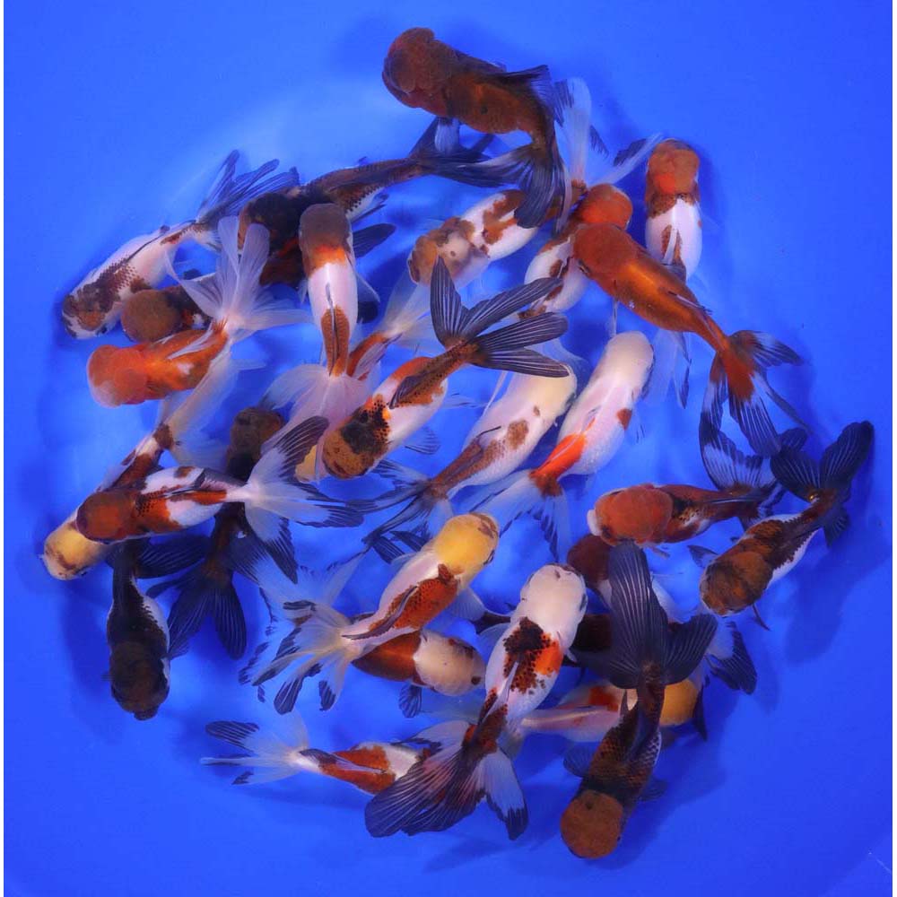 Tri Color/Panda Oranda Goldfish LG