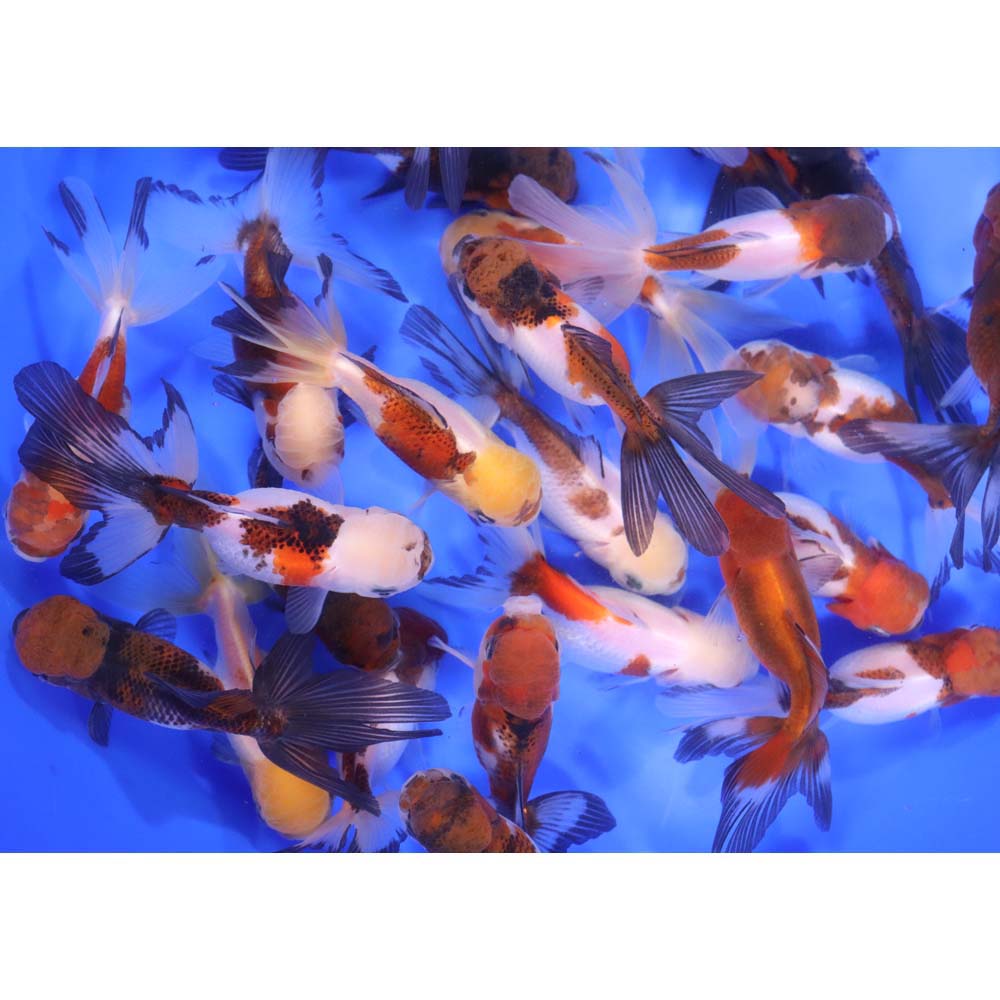 Tri Color/Panda Oranda Goldfish LG