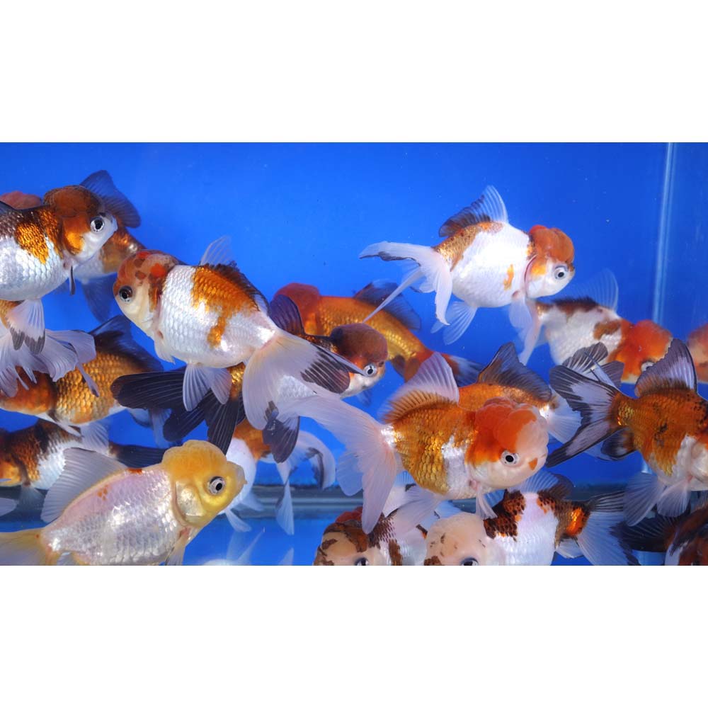 Tri Color/Panda Oranda Goldfish LG