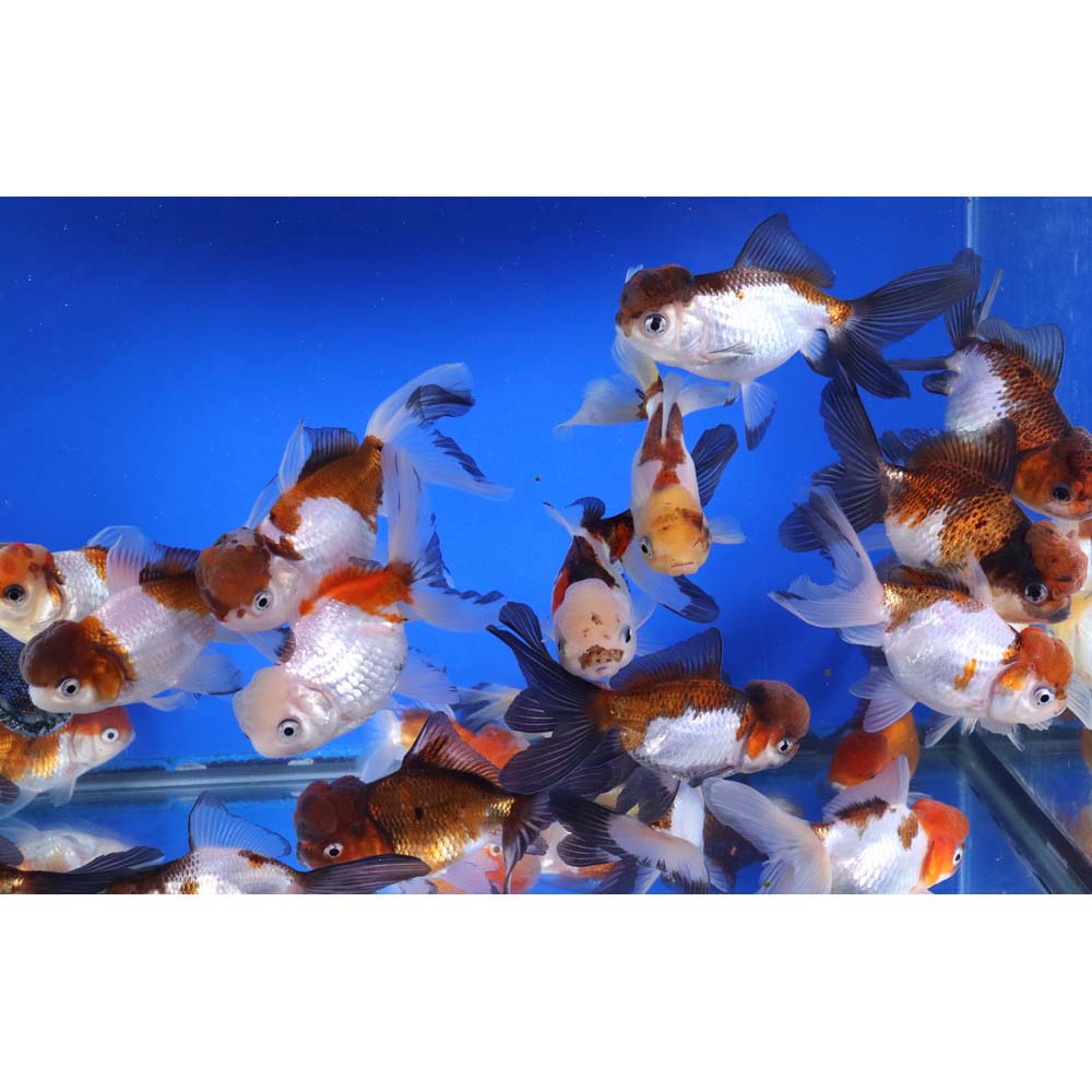 Tri Color/Panda Oranda Goldfish LG