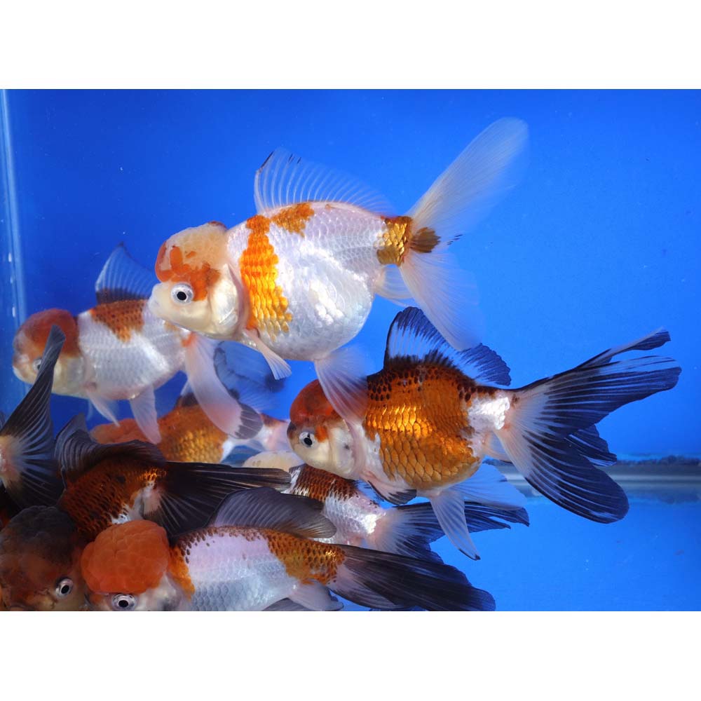Tri Color/Panda Oranda Goldfish XL