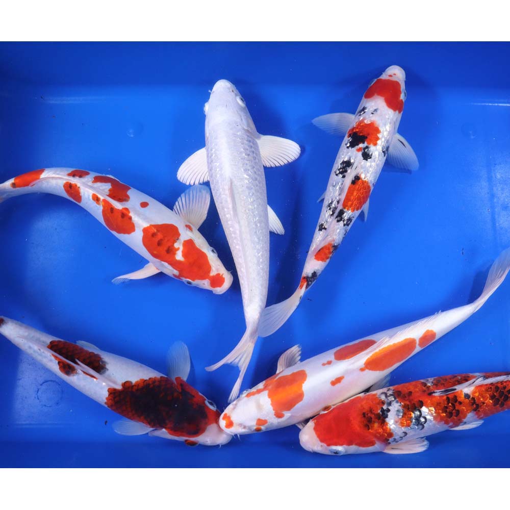 Premium Select Koi 12-14"