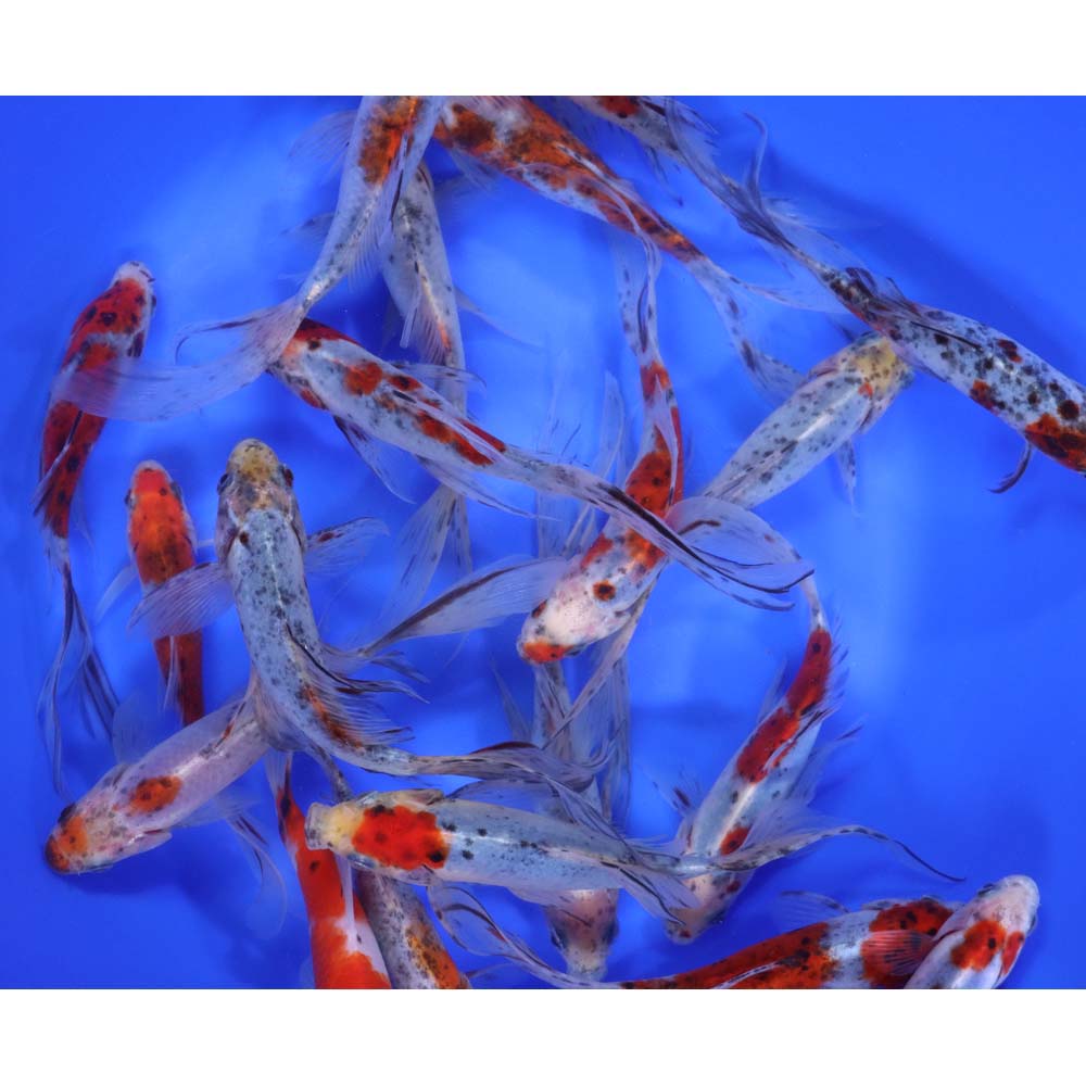 Premium Longtail Shubunkin 5-6"