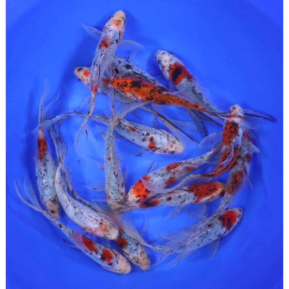 Premium Longtail Shubunkin 6-7"