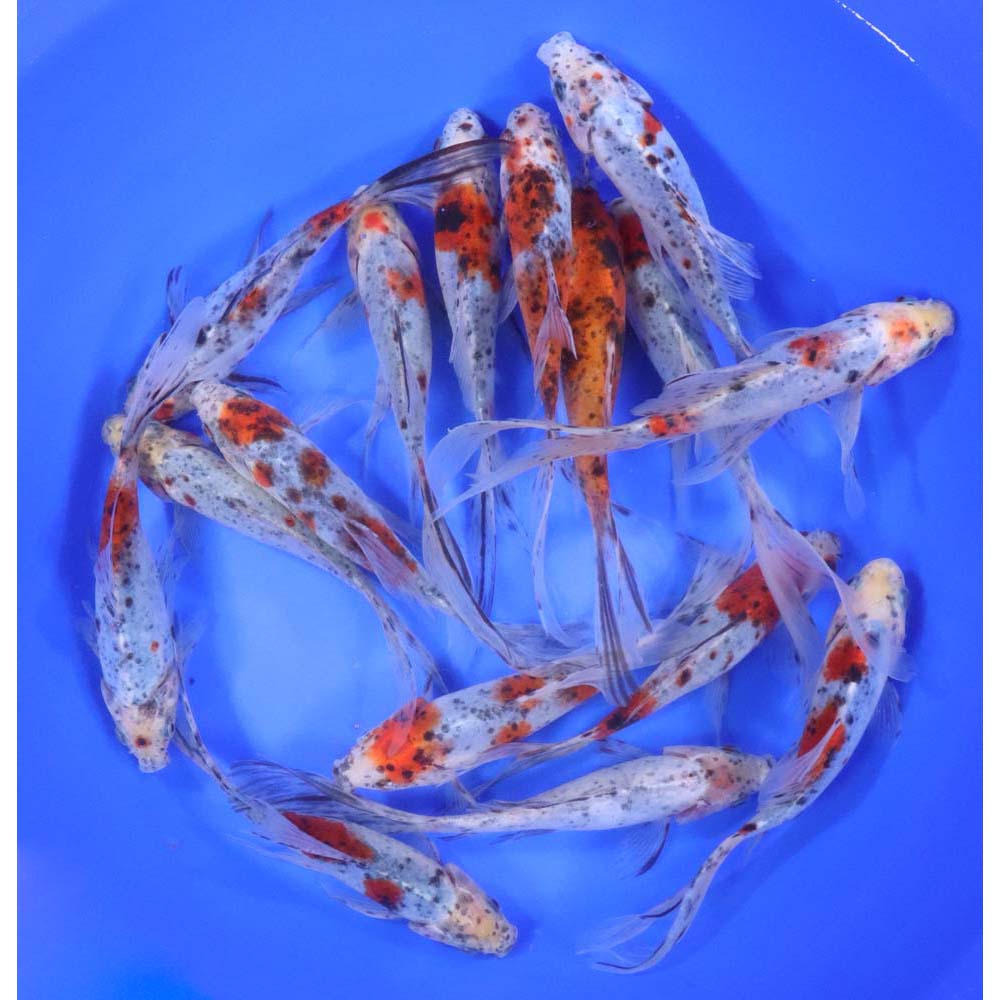 Premium Longtail Shubunkin 6-7"