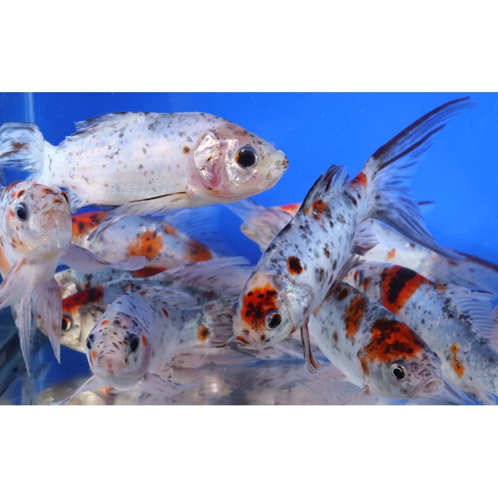 Premium Longtail Shubunkin 6-7"