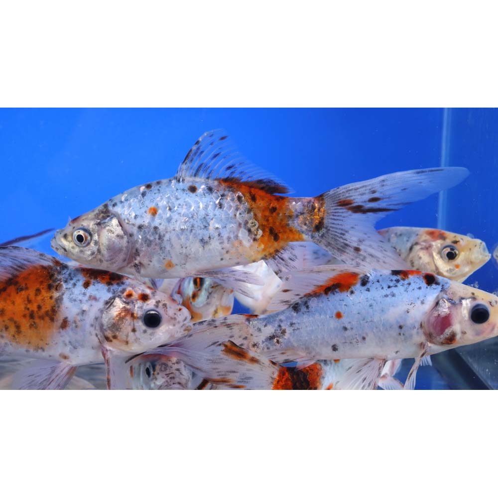 Premium Longtail Shubunkin 6-7"