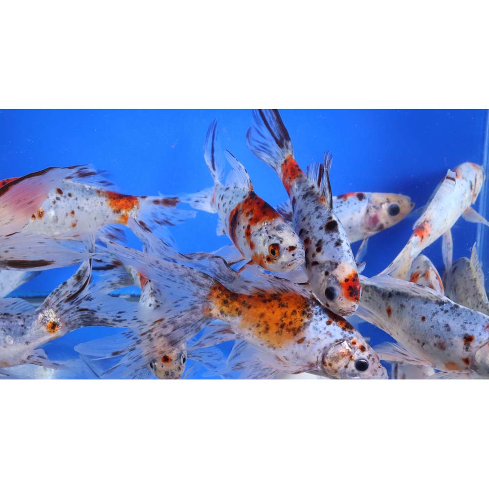 Premium Longtail Shubunkin 6-7"