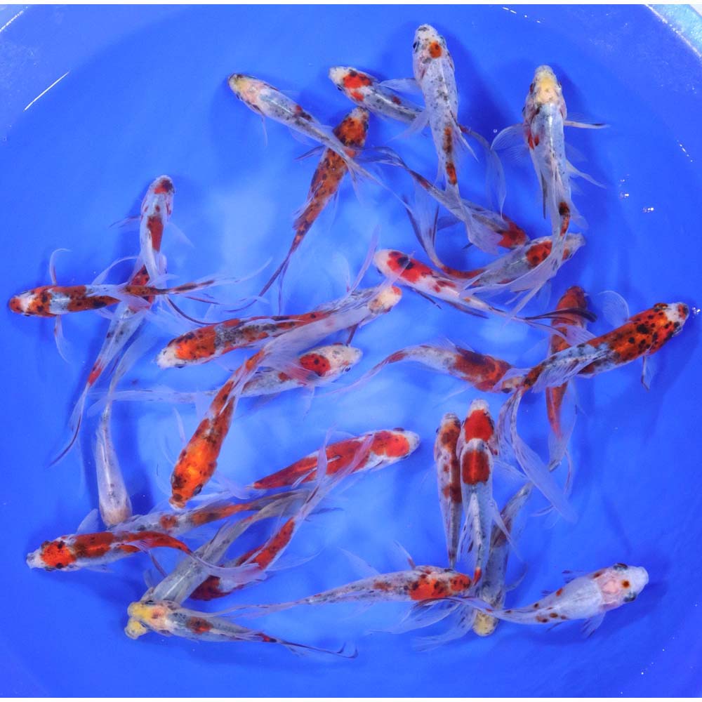 Premium Longtail Shubunkin 4-5"