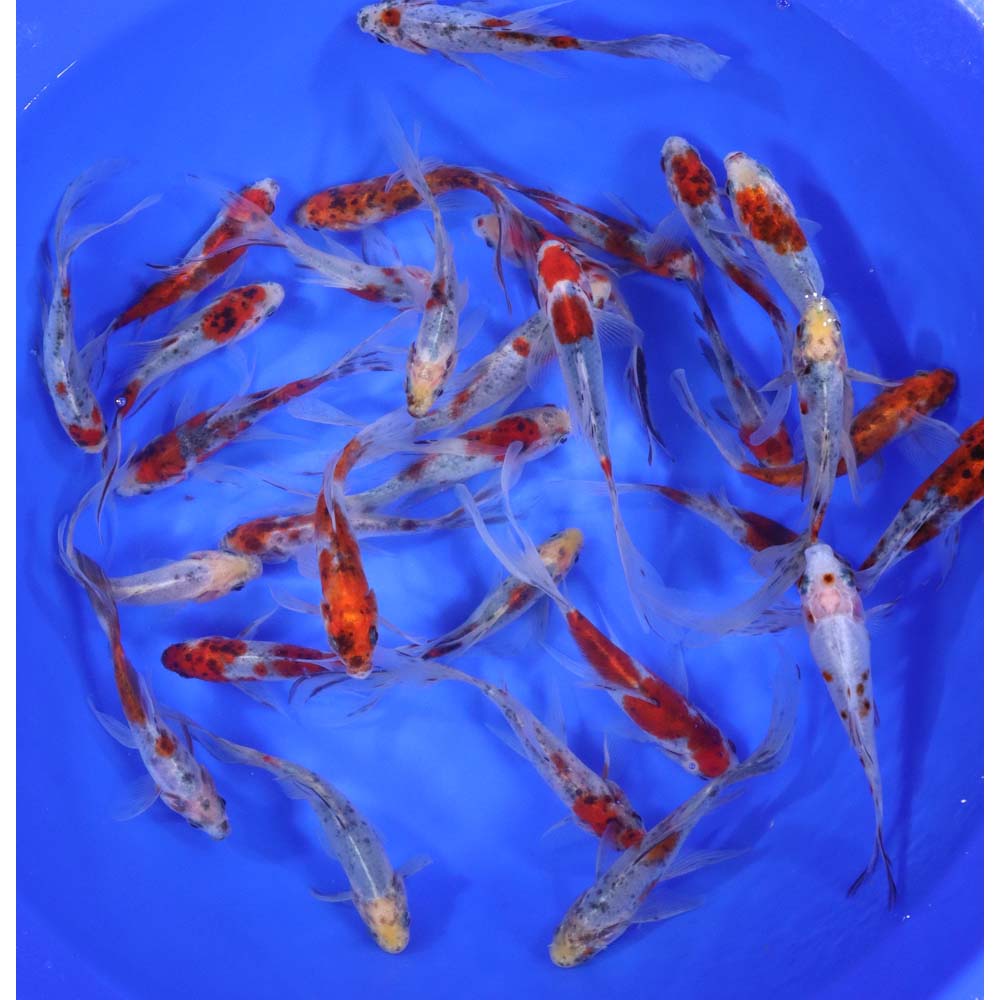 Premium Longtail Shubunkin 4-5"