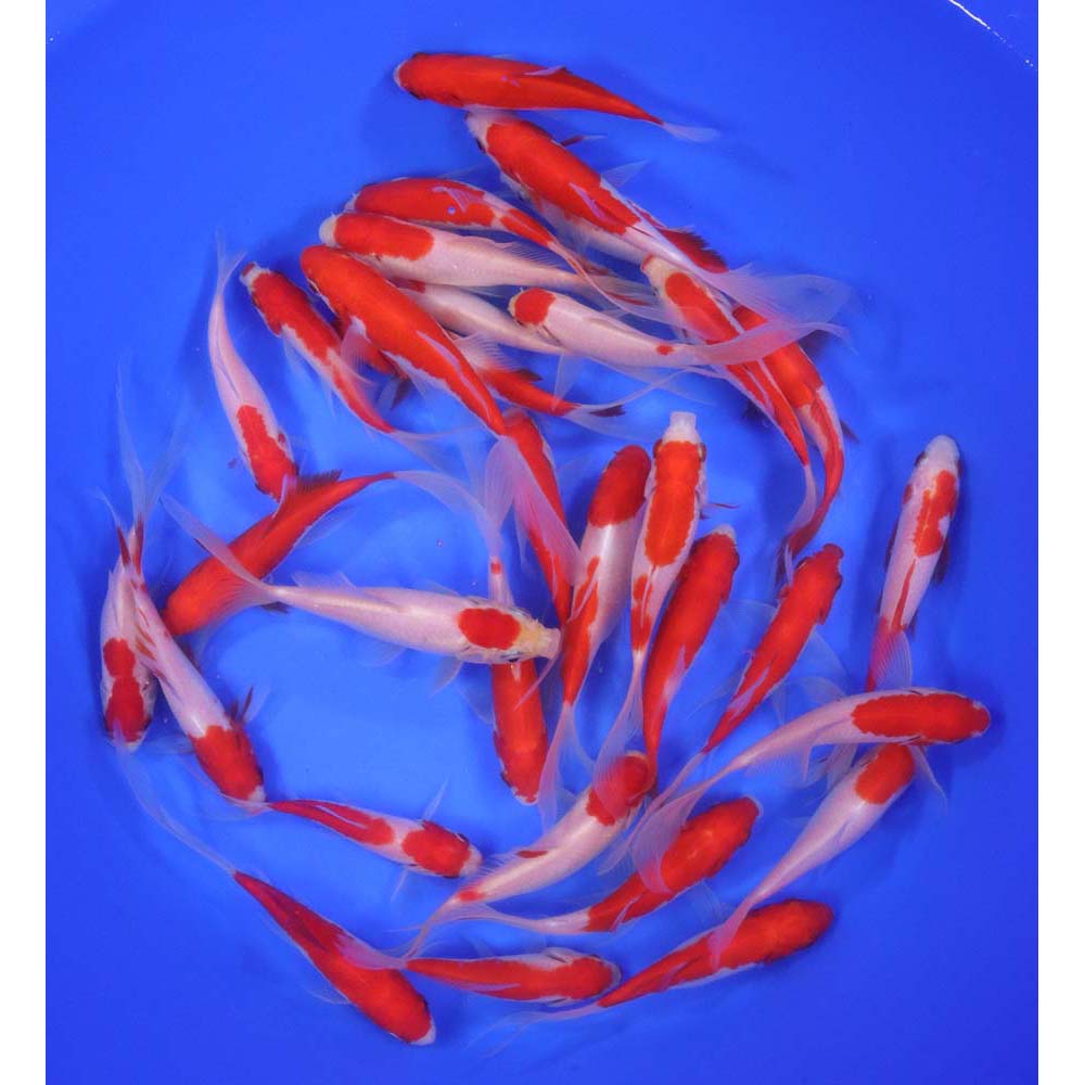 Premium Longtail Sarasa Comet 4-5"