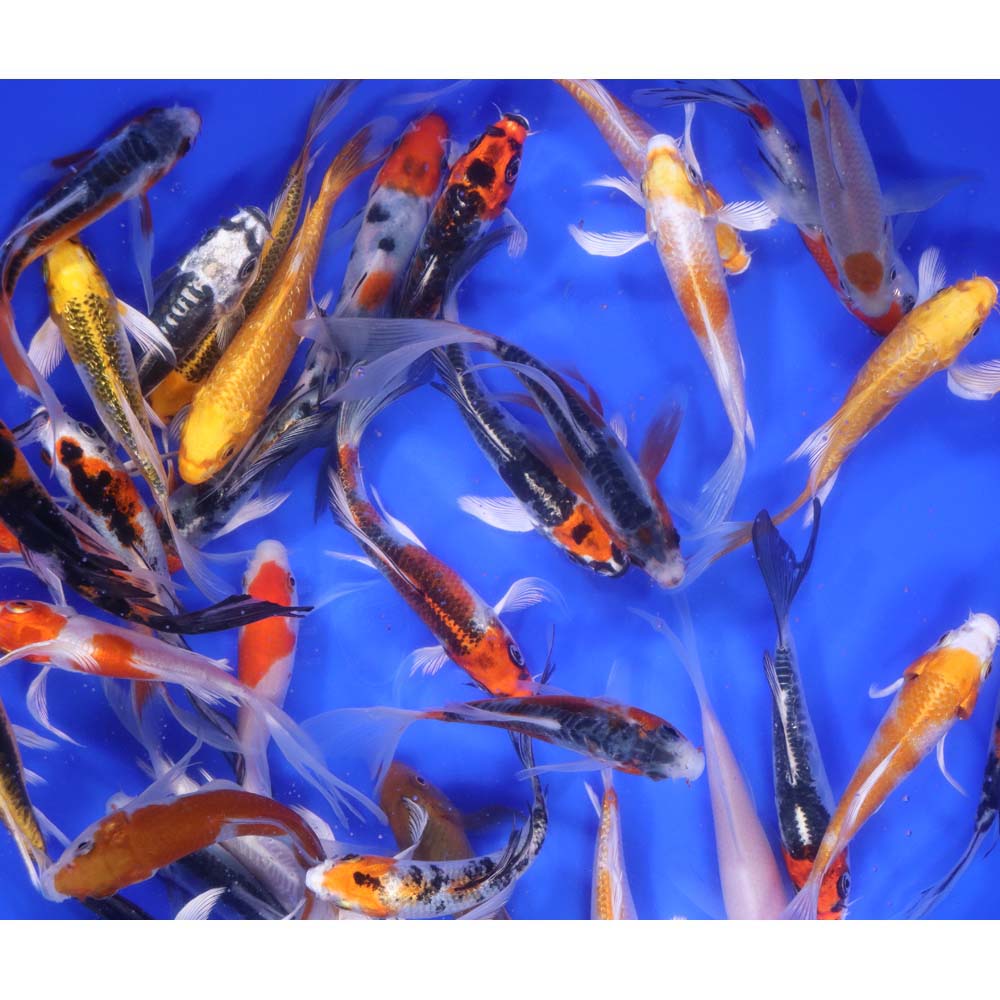 Premium Select Butterfly Koi 4-5"