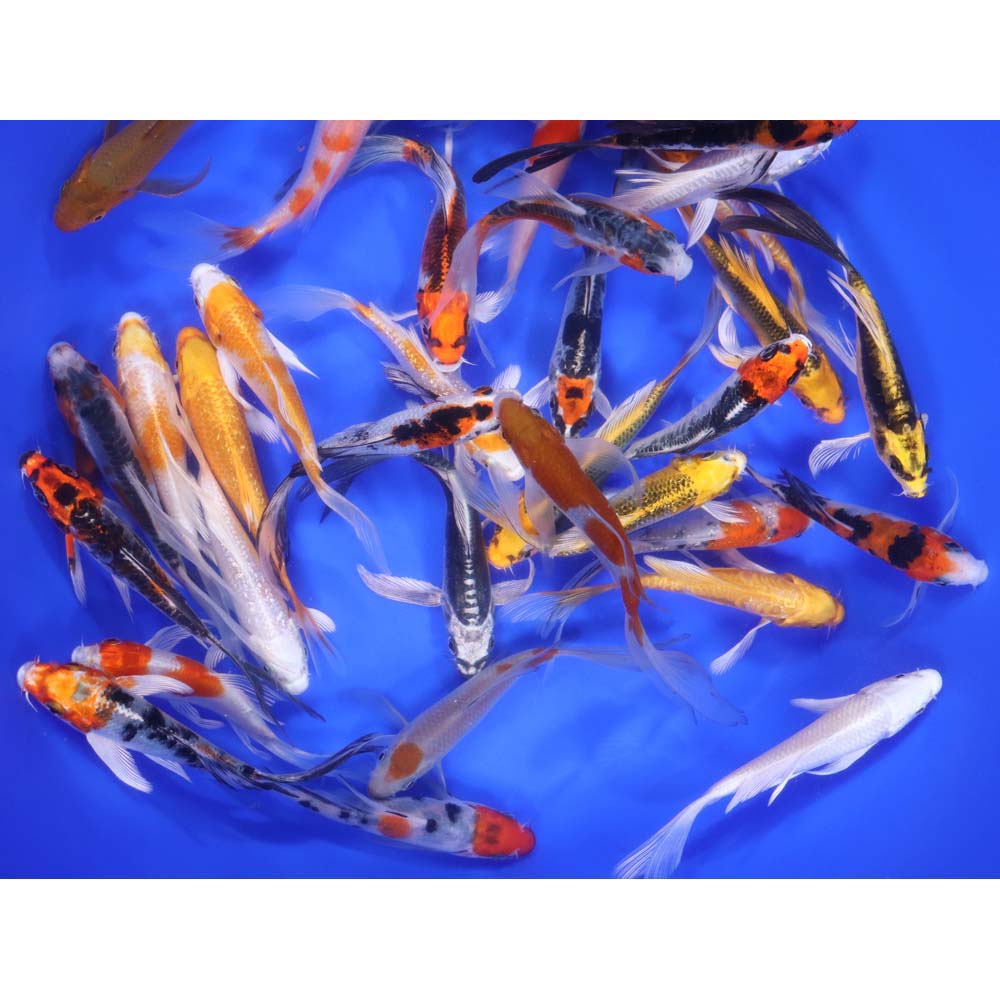 Premium Select Butterfly Koi 4-5"