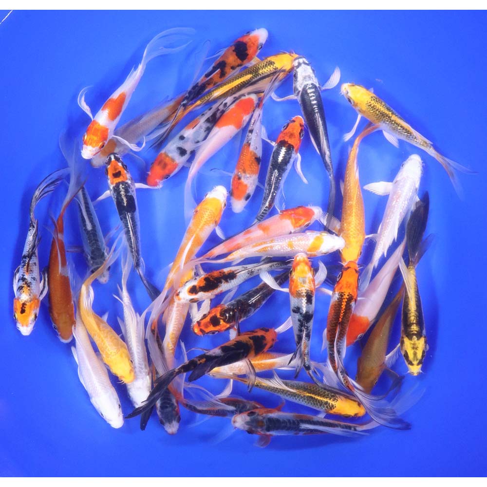 Premium Select Butterfly Koi 4-5"