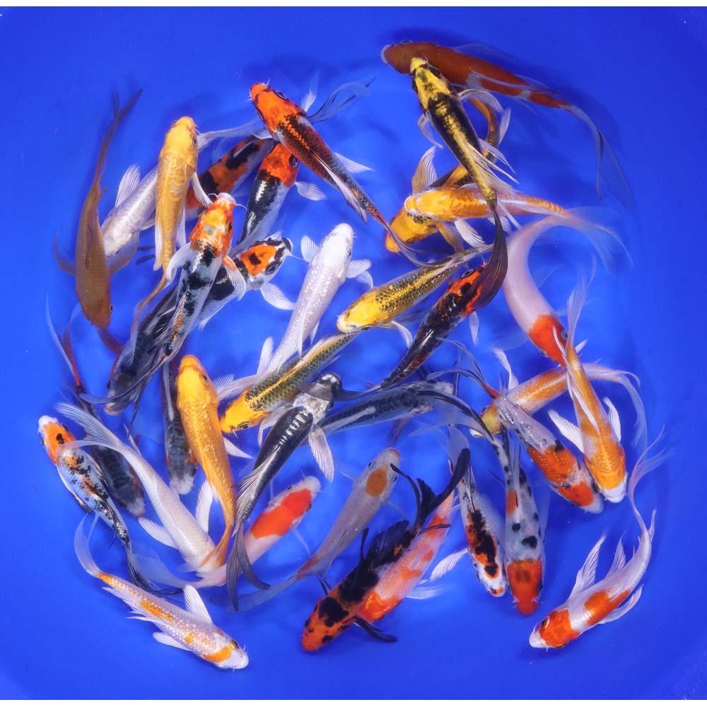 Premium Select Butterfly Koi 4-5"