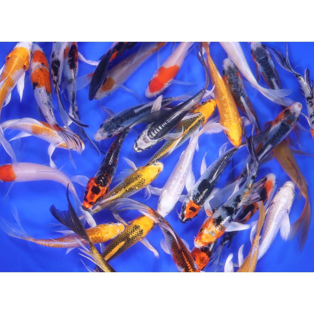 Premium Select Butterfly Koi 4-5"