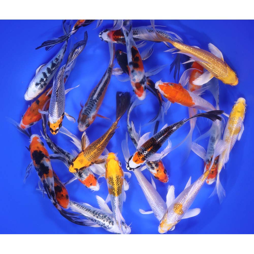 Premium Select Butterfly Koi 5-6"