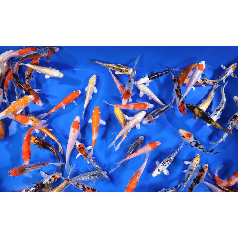 Premium Select Koi 5-6"