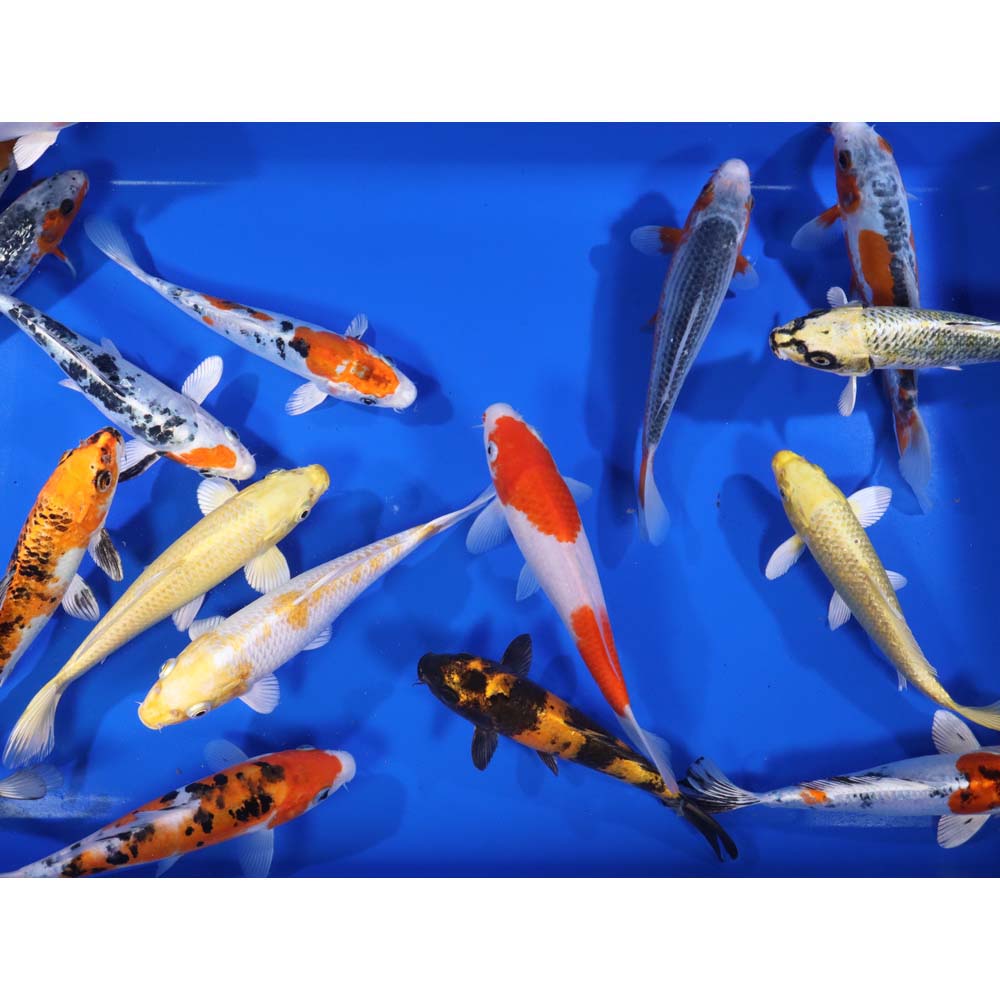 Premium Select Koi 7-8"