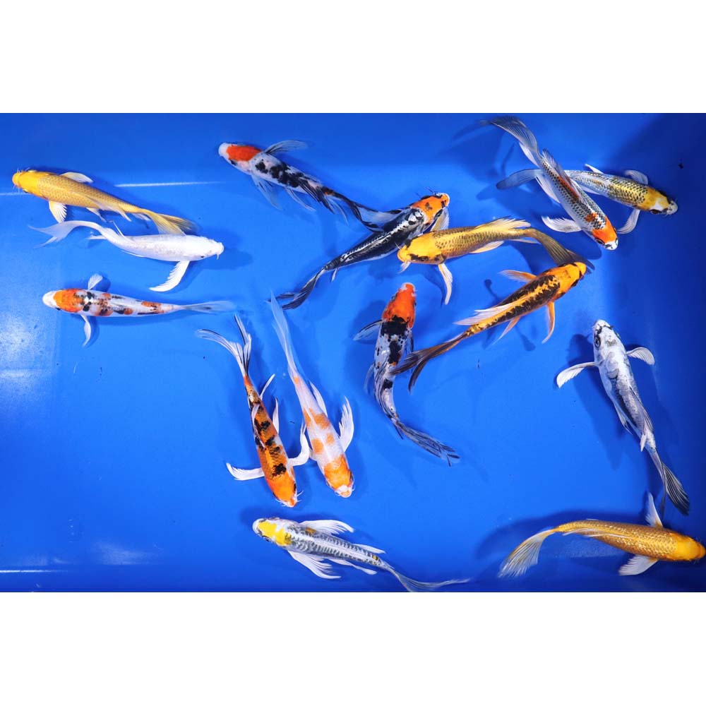 Premium Butterfly Koi 6-7"
