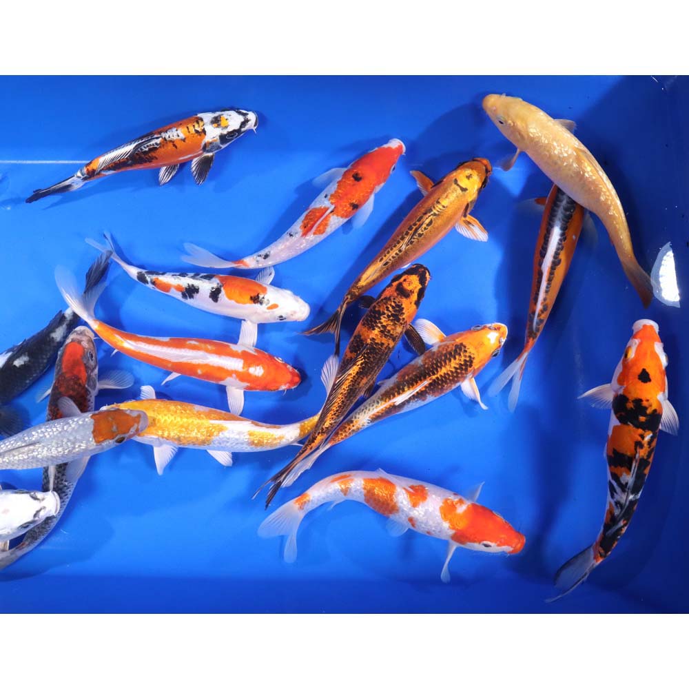 Premium Select Koi 8-10"