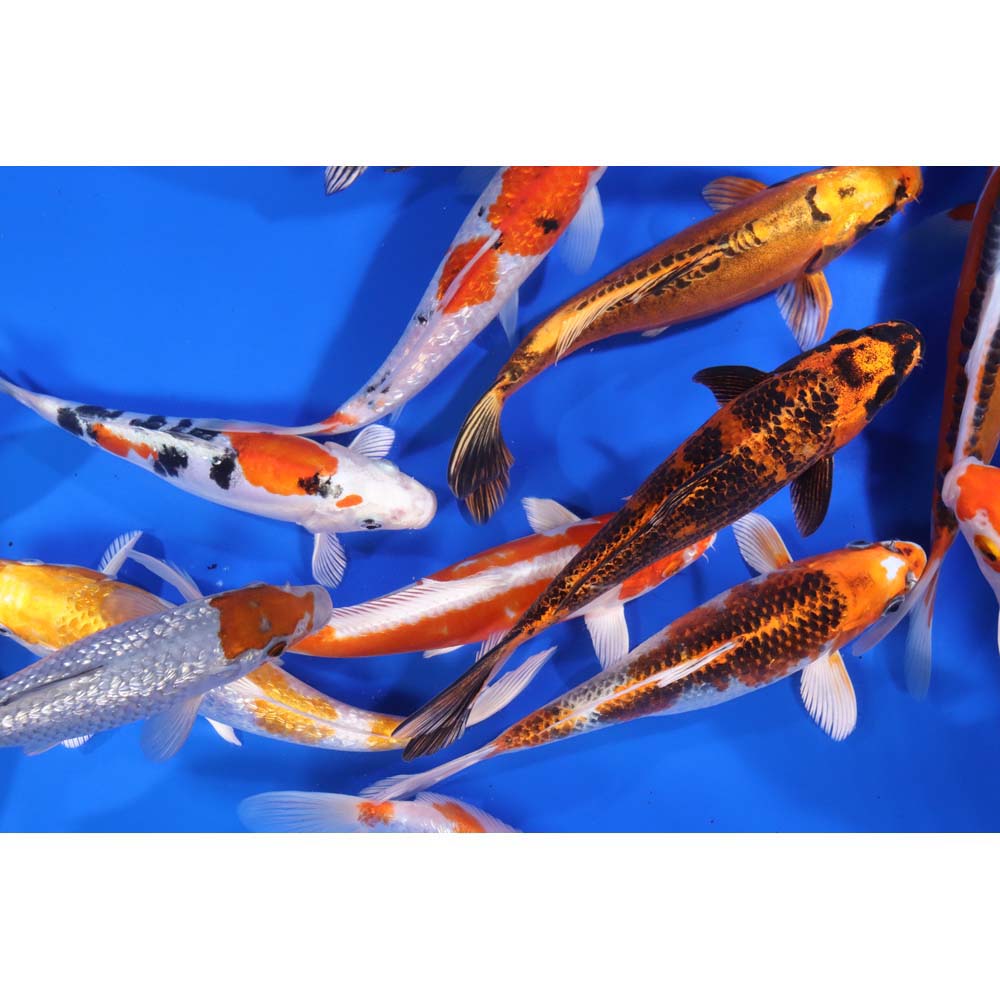 Premium Select Koi 8-10"