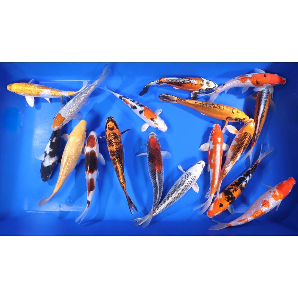 Premium Select Koi 8-10"
