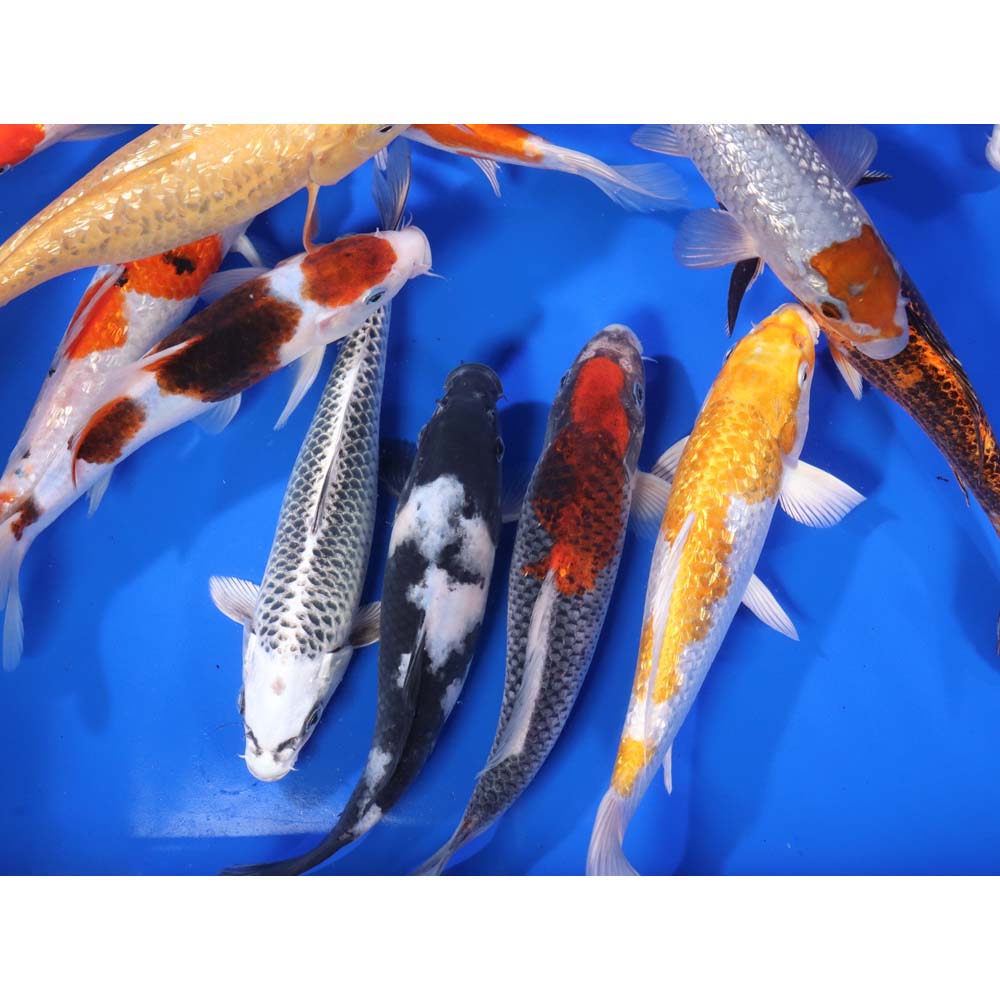 Premium Select Koi 8-10"