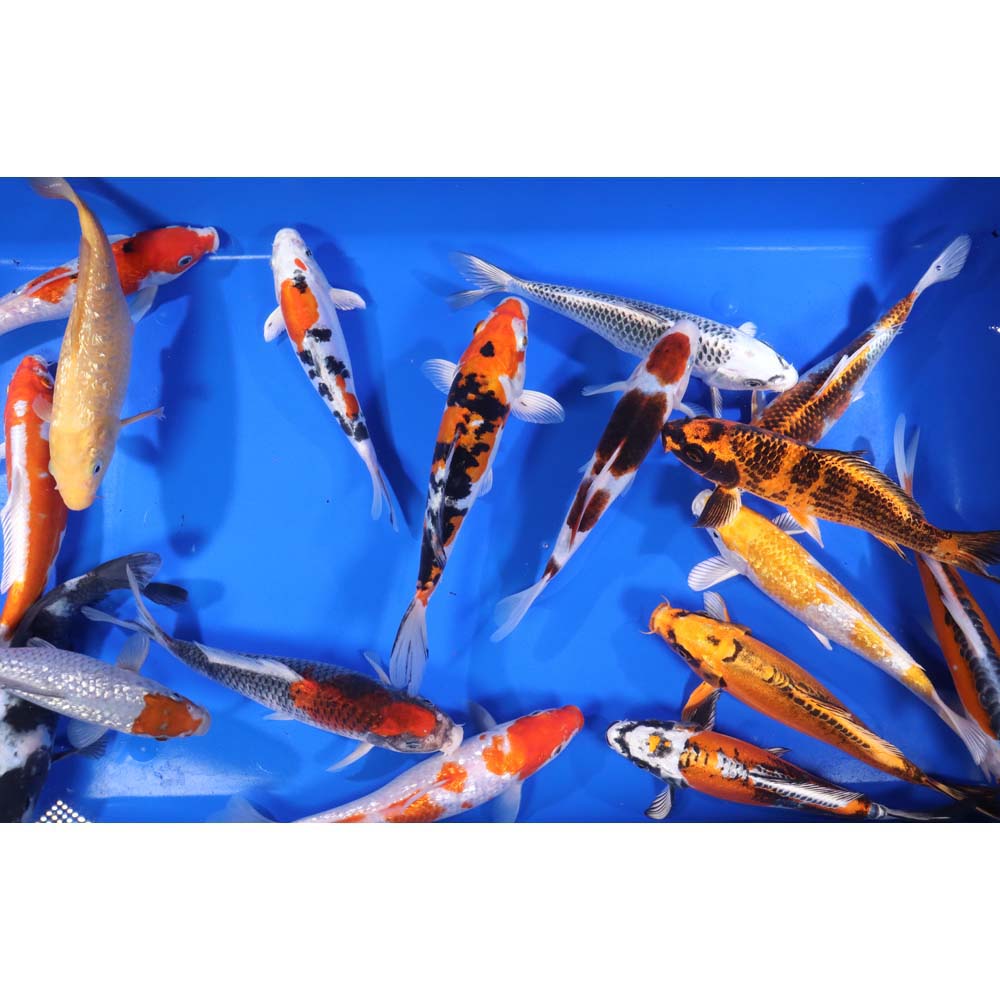 Premium Select Koi 8-10"