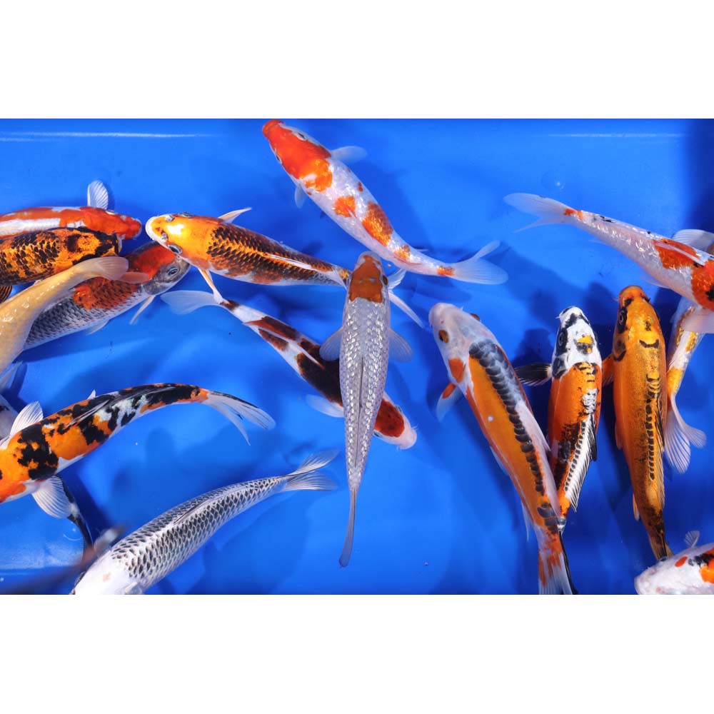 Premium Select Koi 8-10"