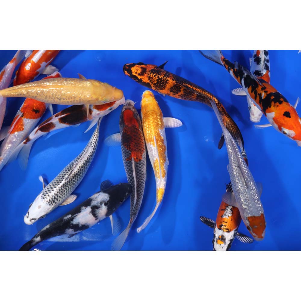 Premium Select Koi 8-10"