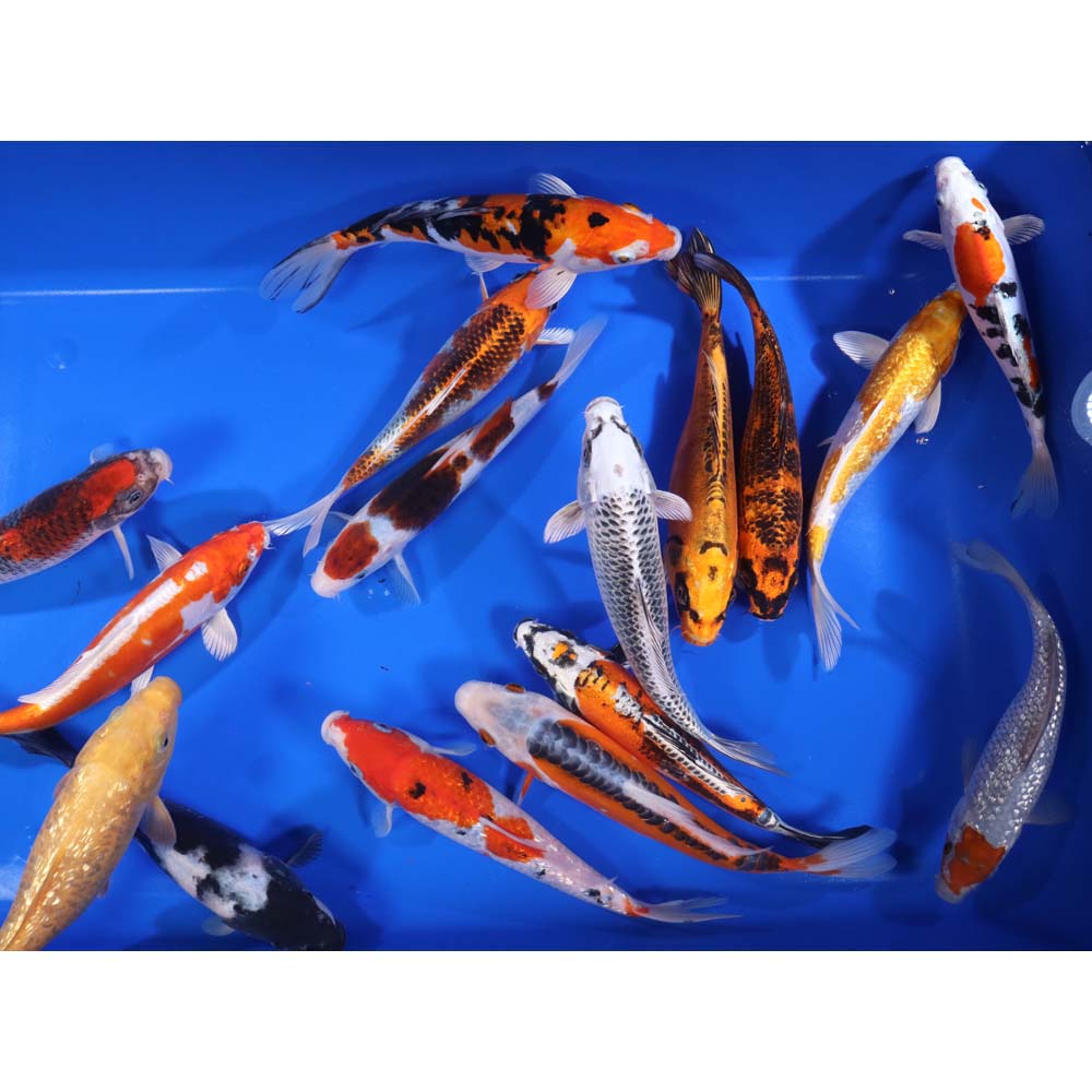 Premium Select Koi 8-10"