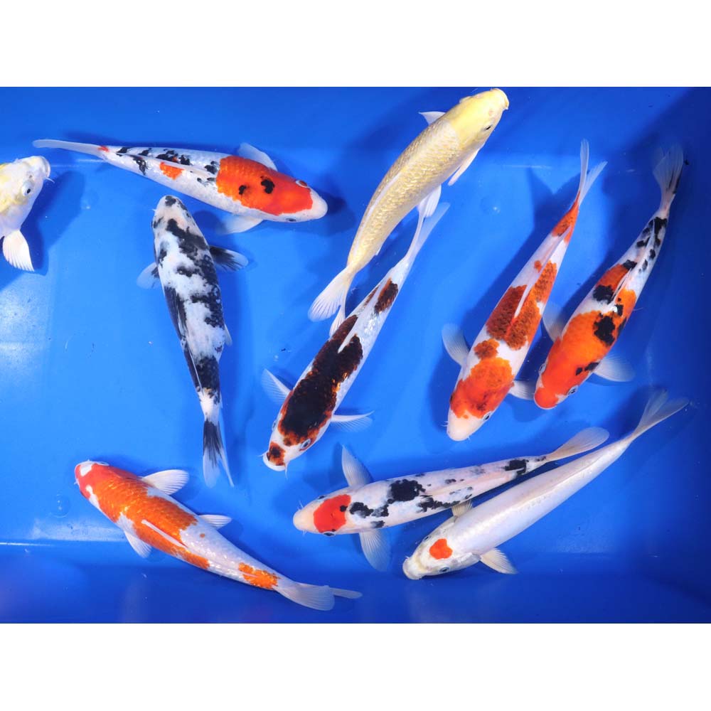 Premium Select Koi 10-12"