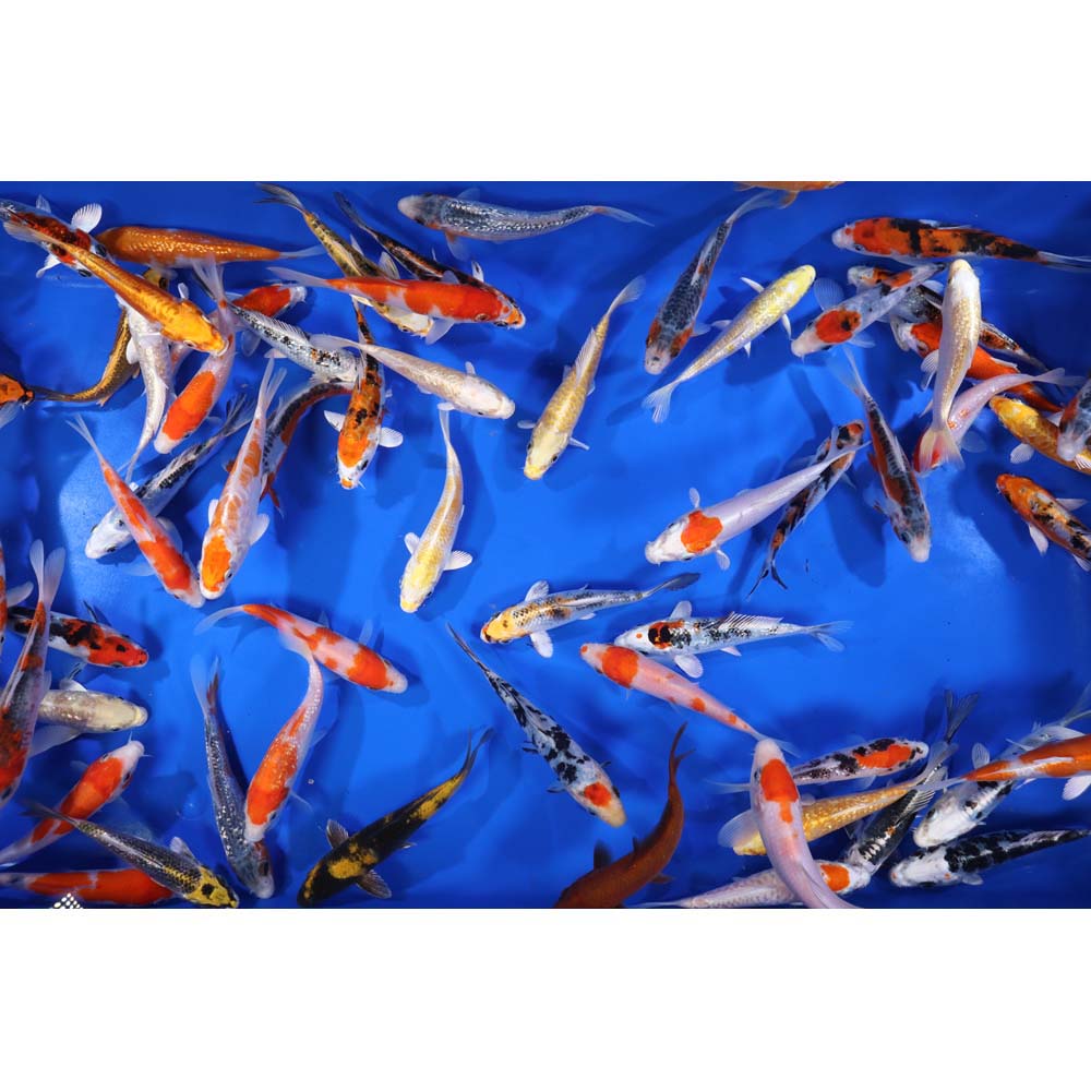 Premium Select Koi 5-6"