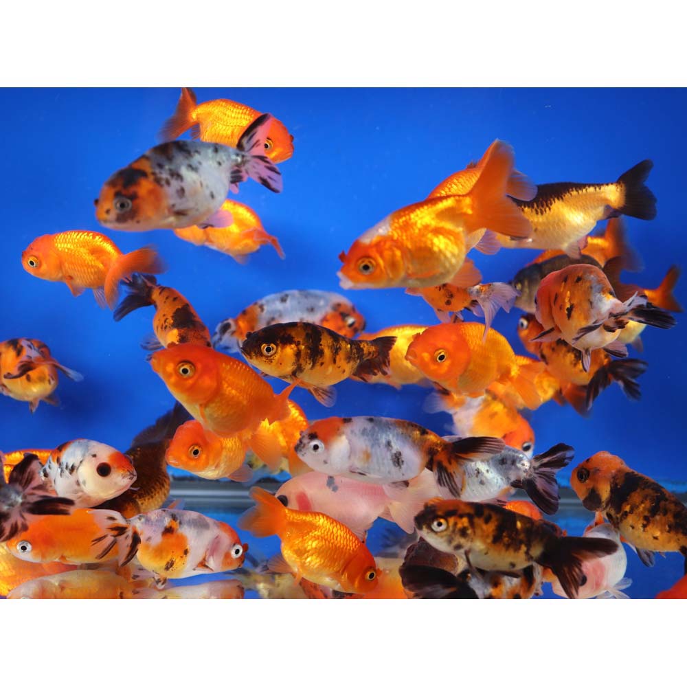 Mixed Ranchu Goldfish MD