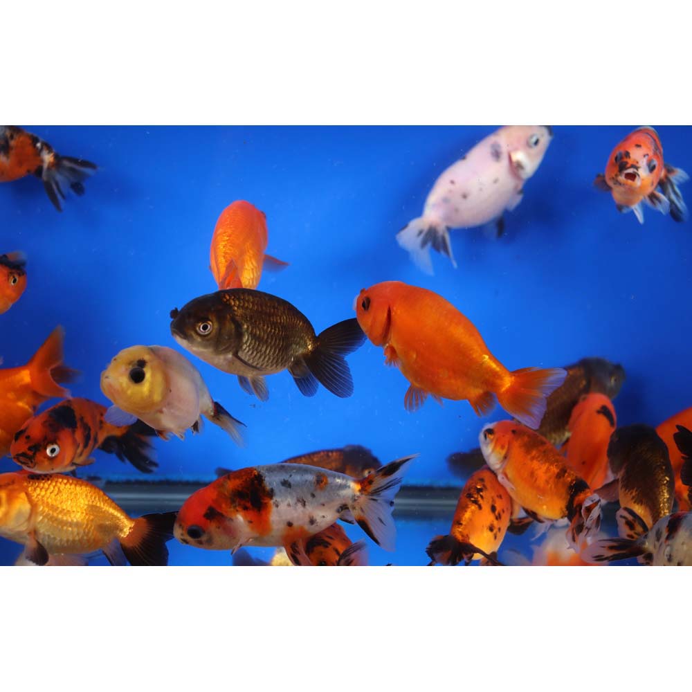 Mixed Ranchu Goldfish SM