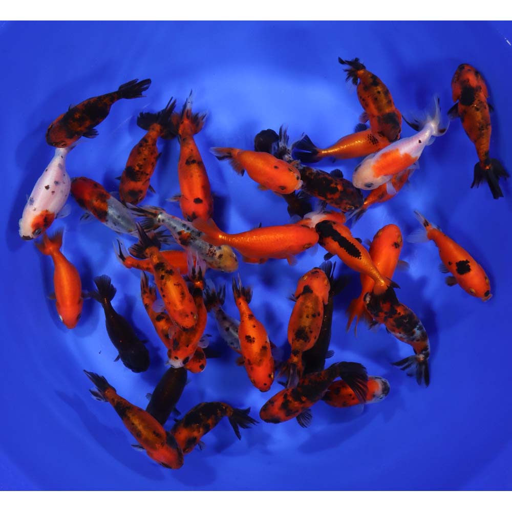 Mixed Ranchu Goldfish SM