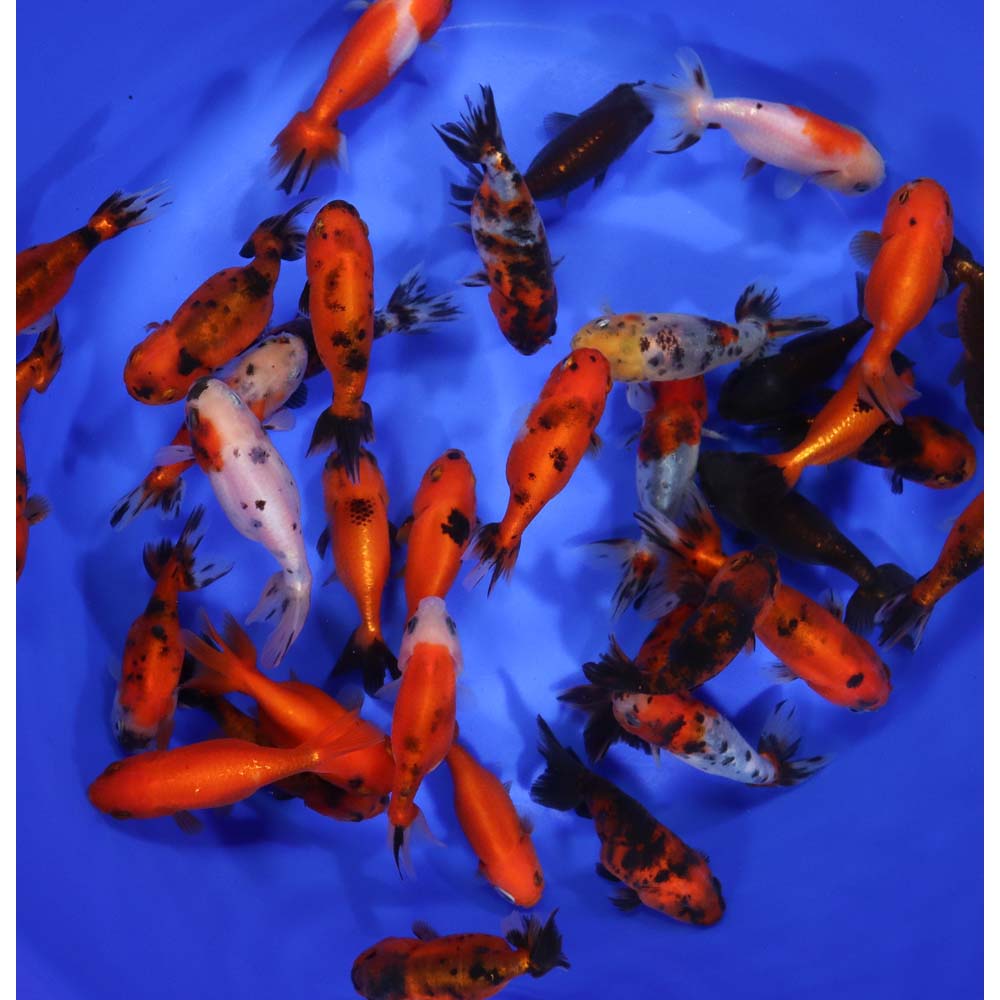 Mixed Ranchu Goldfish SM