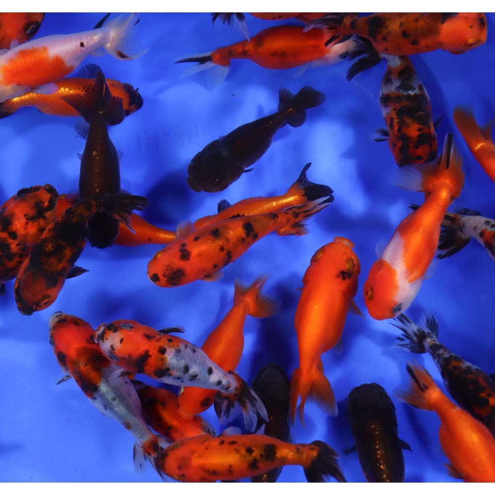 Mixed Ranchu Goldfish SM