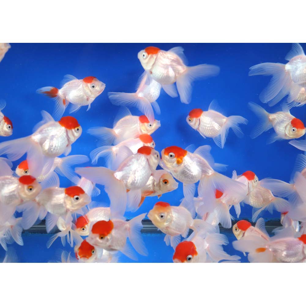 Redcap Oranda Goldfish MD