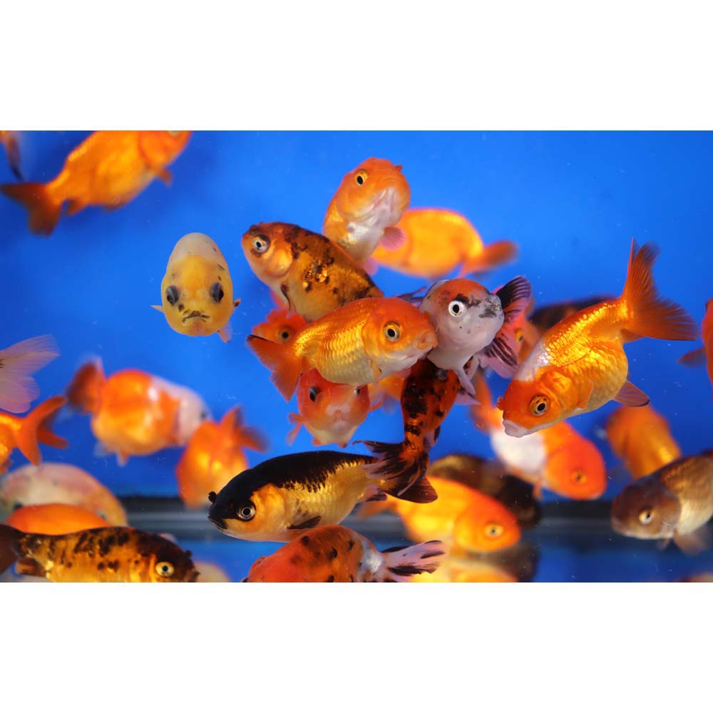 Mixed Ranchu Goldfish MD