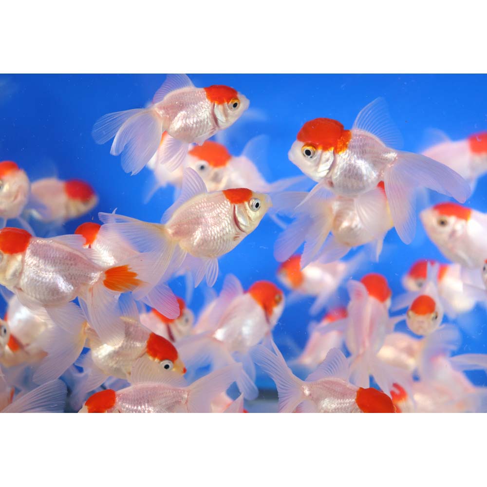 Redcap Oranda Goldfish SM