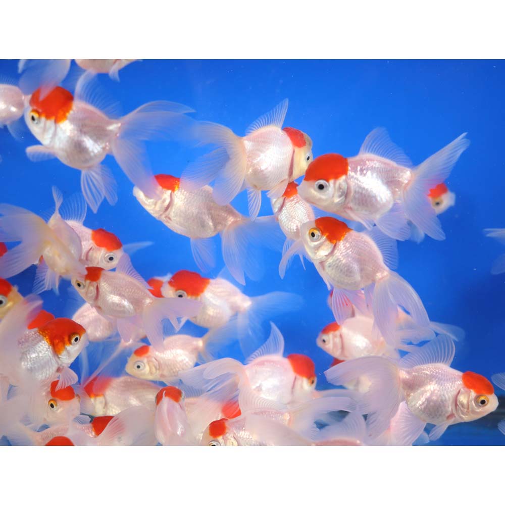 Redcap Oranda Goldfish SM