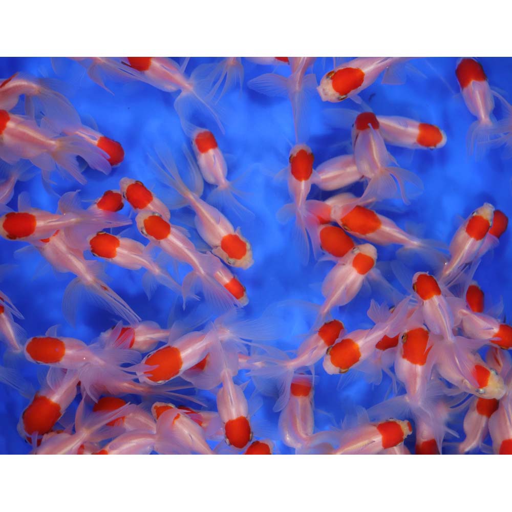 Redcap Oranda Goldfish SM