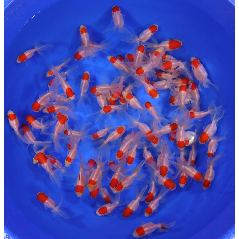 Redcap Oranda Goldfish SM