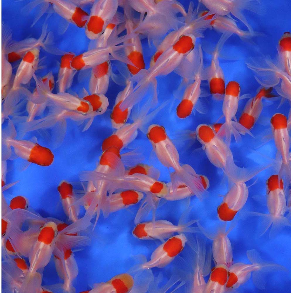 Redcap Oranda Goldfish SM