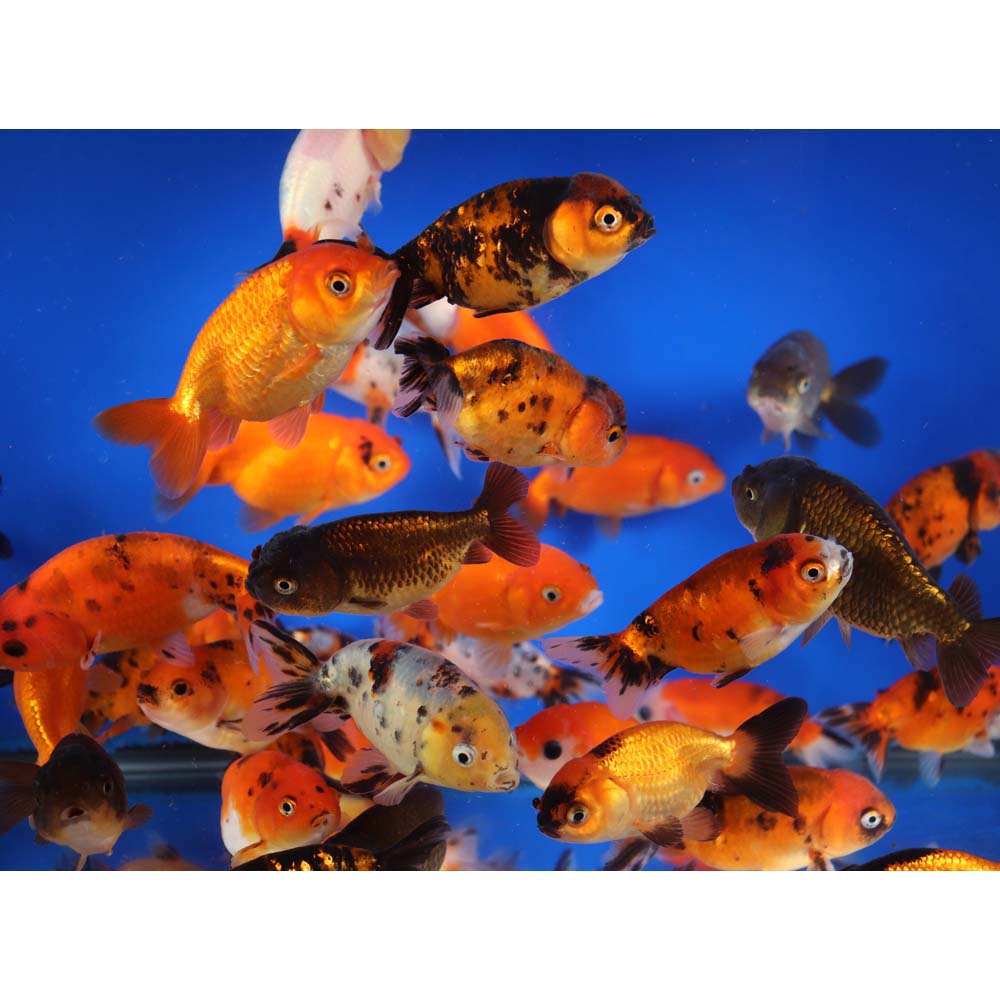 Mixed Ranchu Goldfish SM