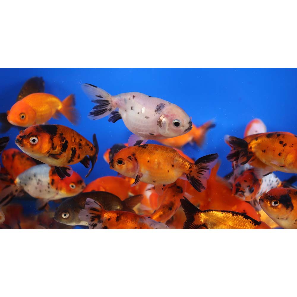 Mixed Ranchu Goldfish SM