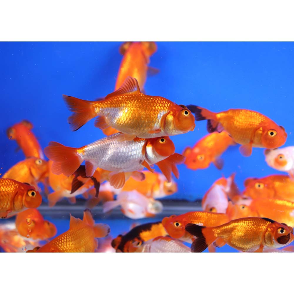Mixed Bubble Eye Goldfish SM
