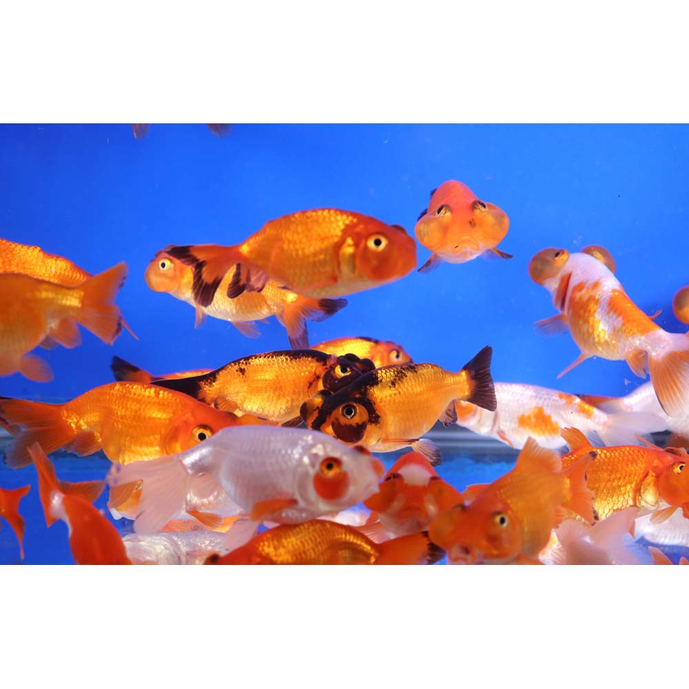 Mixed Bubble Eye Goldfish SM